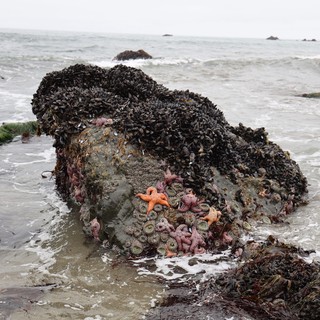 Vibrant Tide Pool Community at Schoolhouse Beach