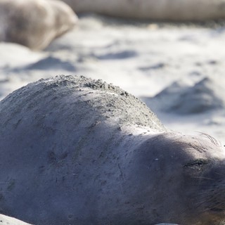 Elephant Seal Pup Resting on Drakes Beach