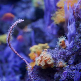Dazzling Depths: The Vibrant Coral Community
