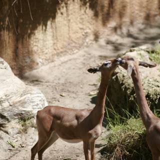 Grazing Gazelles
