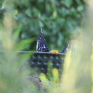 Hooded Oriole at Bird Feeder Through Foliage