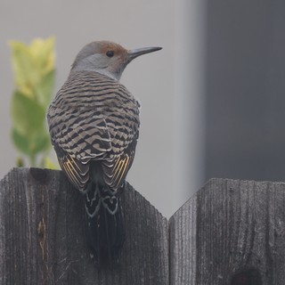 Northern Flicker Perched on Weathered Wooden Fence