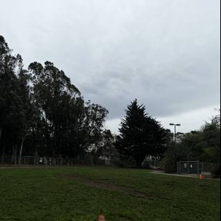 A Canine in a Verdant Field