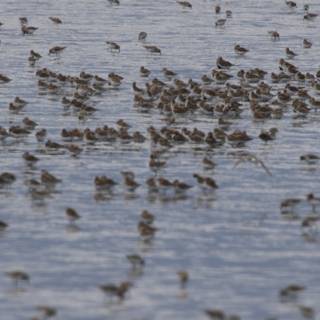 Dance of the Shorebirds