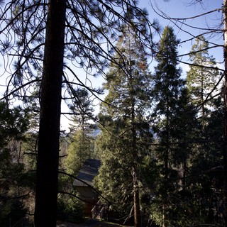 Silhouetted Pine Forest Through Burnt Tree Canopy