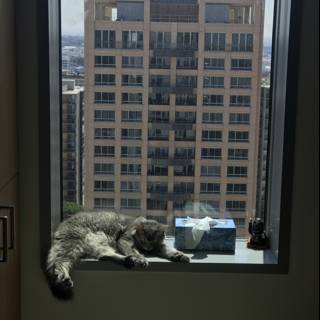 Urban Feline Relaxation