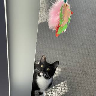Feline Fun with Feather Toy