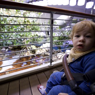 Young Child at Indoor Botanical Observatory