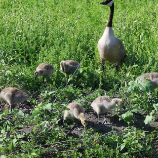 Canada Goose Family Foraging in Spring Wetland