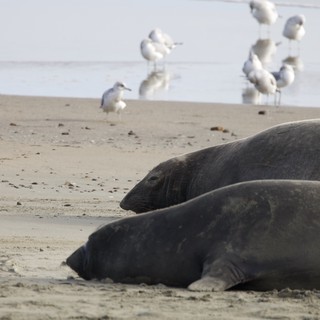 Elephant Seals Resting on Drakes Beach with Gulls