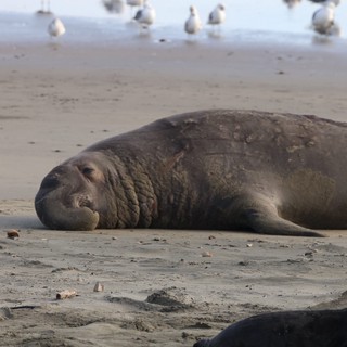 Northern Elephant Seal Resting on Drakes Beach