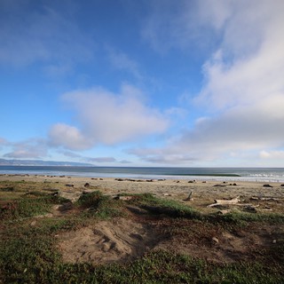 Elephant Seals Resting on Drakes Beach Coastline