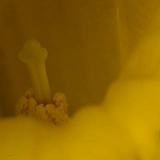Inside the Yellow Flower