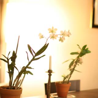 Aesthetic Ikebana Flower Arrangement