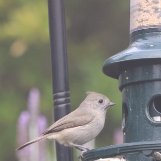 Small Bird Perched on Green Seed Feeder