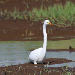 Great Egret Wading in Shallow Wetland Waters