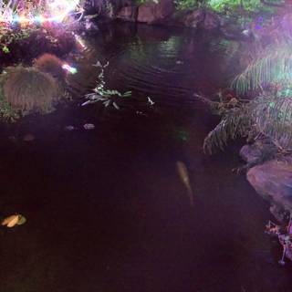 Enchanted Evening at the Pond