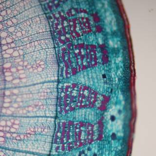 The Intricate World Within: A Close-Up of a Plant Cell