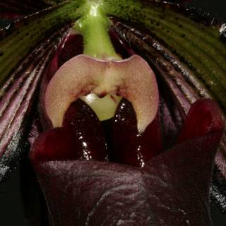 Open-mouthed Orchid