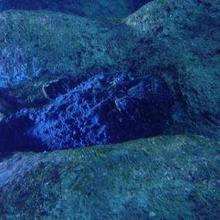 Black Rock on a Coral Reef