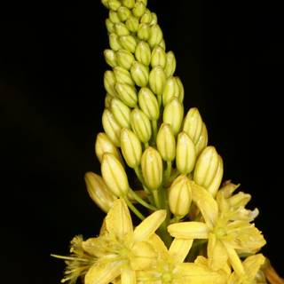 Radiant Lupin Flower