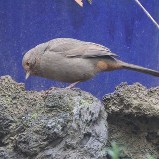 Gray Songbird Perched on Textured Stone Wall
