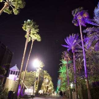 Purple Palm Trees Light Up the Night