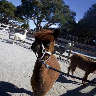 Llamas at the Ranch: A Day in Carmel Valley