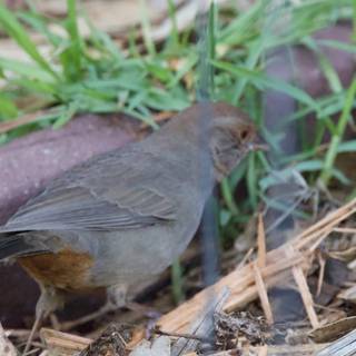 Feathered Nature: The Visitatior at Fort Mason