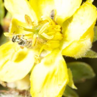Bee Collecting Pollen on Yellow Flower