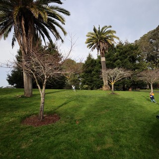 Palm Trees and Bare Branches in Misty Park