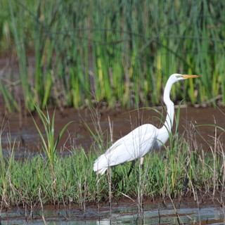 Great Egret Hunting in Rice Field Wetlands