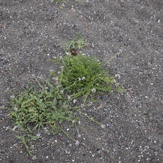 Resilient Wildflower Thriving in Gravel Terrain
