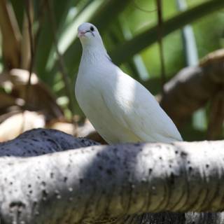 Graceful Vigilance: The White Dove of Honolulu Zoo