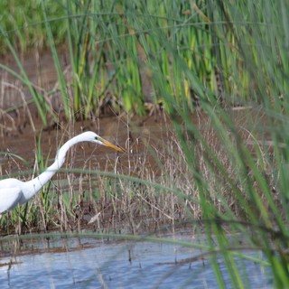 Great Egret Hunting in Wetland Rice Fields