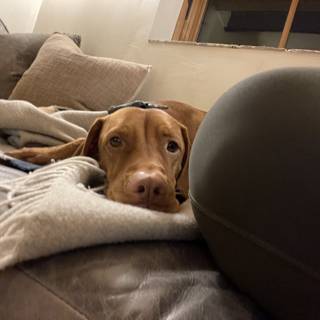 Cozy Vizsla on Couch with Home Decor