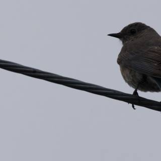 Perched Contemplation