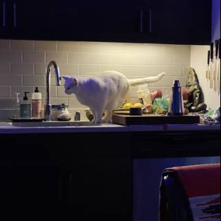Feline Kitchen Supervisor