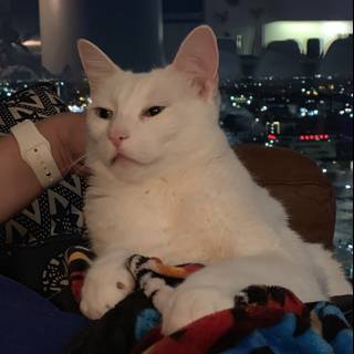 White Cat Lounging on a Cozy Couch