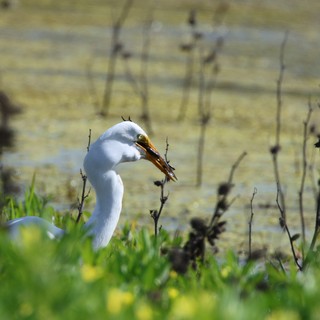 Snowy Egret Catches Crayfish at Wetland