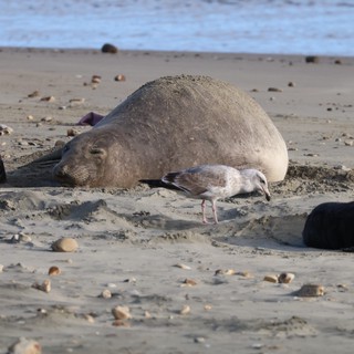 Elephant Seal Resting on Beach with Seagull