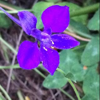 Purple Petunia Among the Grass