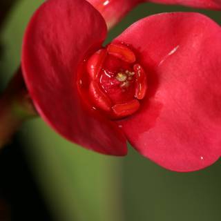Vibrant Red Geranium Flower