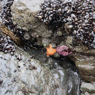 Orange and Purple Sea Stars in Rocky Tidepool