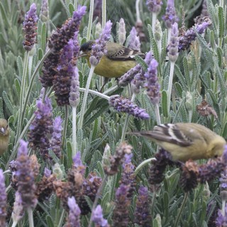Lesser Goldfinches Foraging on Lavender Flowers