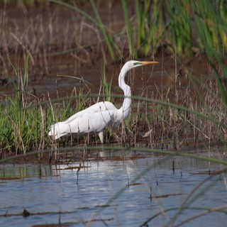 Great Egret Foraging in Wetland Marsh