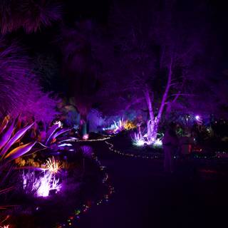 Enchanted Night at Ruth Bancroft Garden