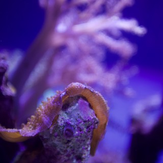 Dwarf Seahorse Wrapped Around Coral in Purple Aquarium Light