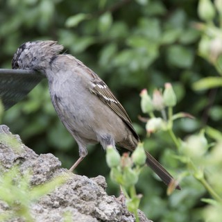 House Sparrow Drinking from Garden Bird Bath