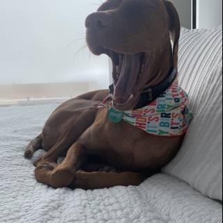 Yawning Hound on Linen Couch